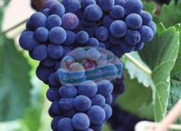 Домашнее вино из винограда - простые рецепты