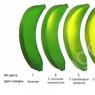 바나나 한개에 몇 kcal이 들어있나요?  바나나 칼로리.  바나나의 영양가.  바나나 칼로리 함량, 유익하고 유해한 특성 1 조각의 바나나 칼로리 함량